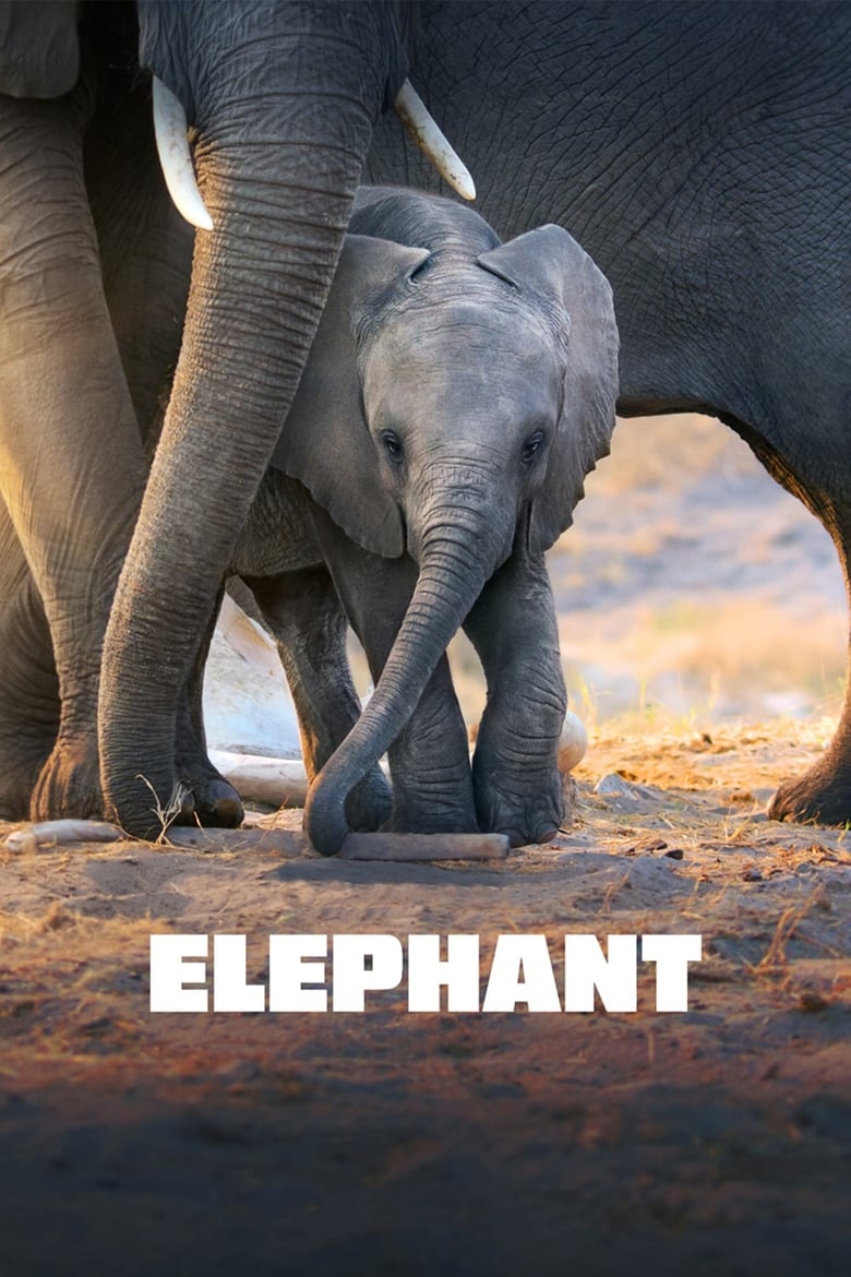 فيلم Elephant 2020 مترجم